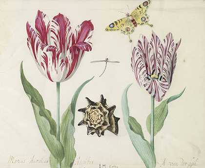 两朵带壳的郁金香、少女和蝴蝶`Twee tulpen met schelp, waterjuffer en vlinder (1639) by Jacob Marrel