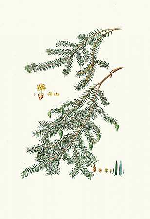 加拿大松=加拿大松`Pinus canadensis = Canada pine (1837) by Aylmer Bourke Lambert