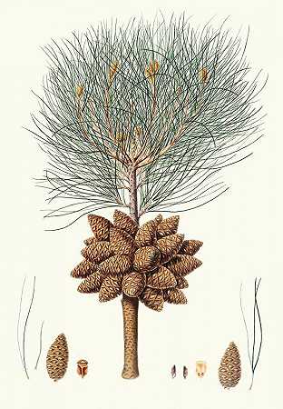 布鲁蒂亚松=卡拉布里亚松。`Pinus brutia = Calabrian pine. (1837) by Aylmer Bourke Lambert