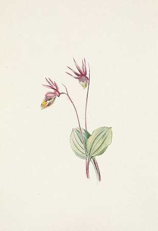 卡利普索。苏铁`Calypso. Cytherea bulbosa (1925) by Mary Vaux Walcott