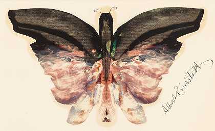 粉红蝴蝶`Pink Butterfly by Albert Bierstadt