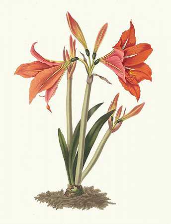 石蒜`Amaryllis Reginaæ [Mexican Lily, Amaryllis] (1834) by Priscilla Susan Bury