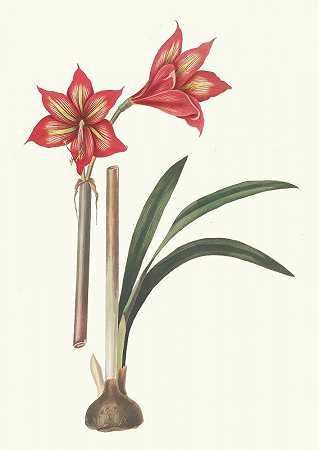 苦苣苔。`Amaryllis Correiensis. (1834) by Priscilla Susan Bury