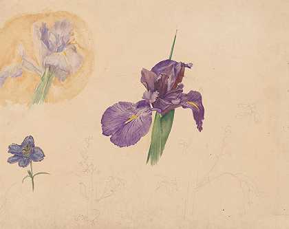 鸢尾和骑士足迹的研究`Studies van een iris en ridderspoor (1878 ~ 1943) by Willem van Konijnenburg