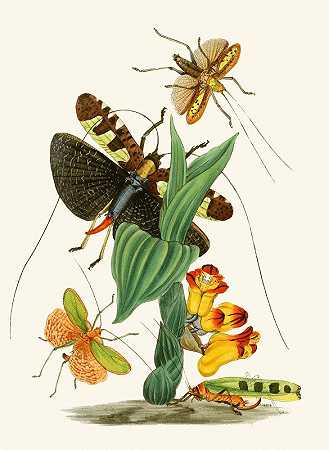 东方昆虫学专柜Pl XXVI`The cabinet of oriental entomology Pl XXVI (1848) by John Obadiah Westwood