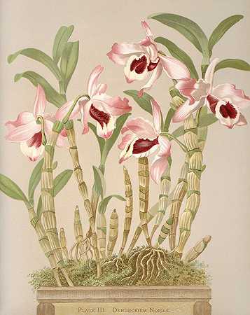 金钗石斛`Dendrobium Nobile (1885) by Harriet Stewart Miner