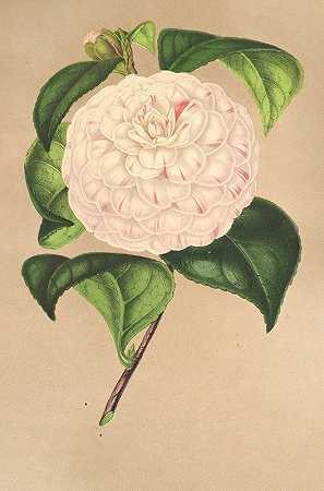山茶花（Camellia Vesillo dell\’039）阿诺`Camellia Vesillo dell Arno (1854~1896) by Charles Antoine Lemaire