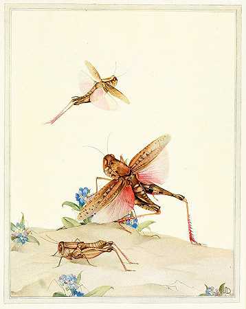 意大利蝗虫`Italian Locusts (1921) by Edward Julius Detmold