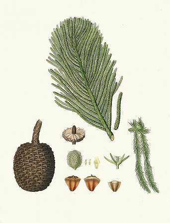 Arucaria excelsa=诺福克岛松`Arucaria excelsa = Norfolk Island pine (1837) by Aylmer Bourke Lambert