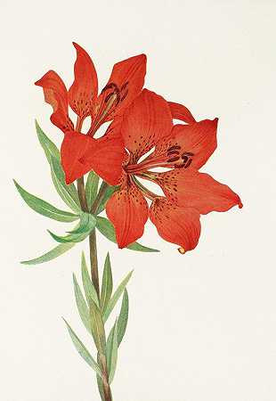 红百合。（Lilium montanum）`Red Lily. (Lilium montanum) (1925) by Mary Vaux Walcott