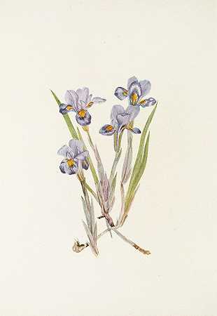 春日鸢尾。（艾里斯·韦纳）`Vernal Iris. (Iris verna) (1925) by Mary Vaux Walcott