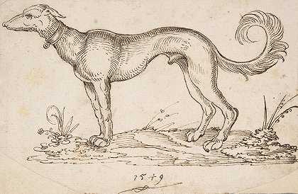 侧面朝左的灰狗`A Greyhound in Profile Facing Left (1549) by Virgil Solis