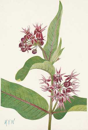 艳丽的马利筋。大蛔虫`Showy Milkweed. Asclepias speciosa (1925) by Mary Vaux Walcott
