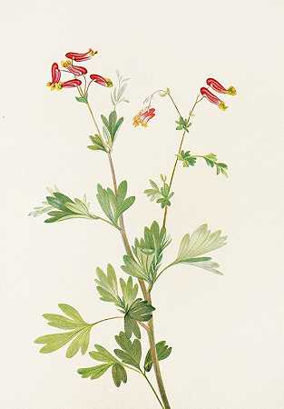 粉色熏蒸器。（山胡椒）`Pink Fumeroot. (Capnoides sempervirens) (1925) by Mary Vaux Walcott