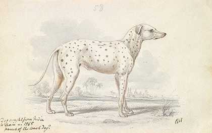 现代教练犬的父母——Turnspit犬`Parent of the Modern Coach Dog – Turnspit Dog (1837) by Charles Hamilton Smith