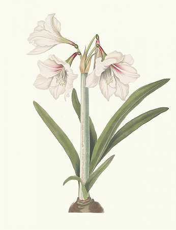 苦杏仁。`Amaryllis Picta. (1834) by Priscilla Susan Bury