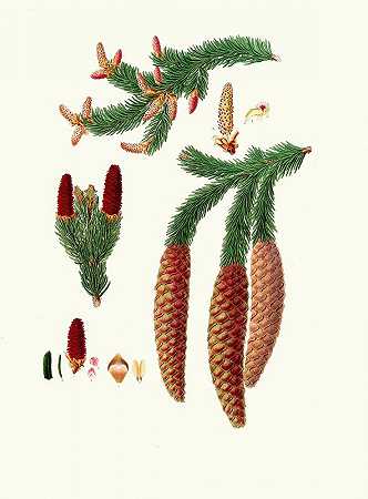 冷杉松树=挪威云杉冷杉`Pinus abies = Norway spruce fir (1837) by Aylmer Bourke Lambert