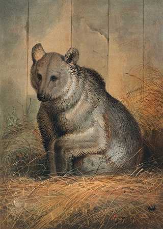 叙利亚熊`The Syrian Bear (1861~1867) by Joseph Wolf