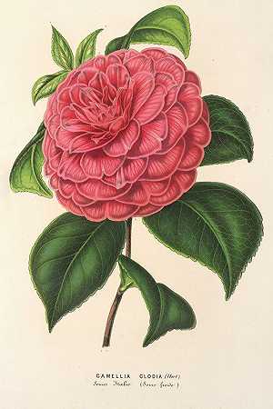 克隆山茶`Camellia Clodia (1854~1896) by Charles Antoine Lemaire