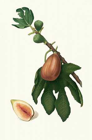 很酷的约会。[无花果无花果]`Fico datto. [Ficus carica sativa ; Fig] (1817~1839) by Giorgio Gallesio
