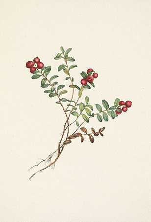 山蔓越莓（水果）。葡萄越桔`Mountain Cranberry (fruit). Vaccinium vitisidaea minus (1925) by Mary Vaux Walcott