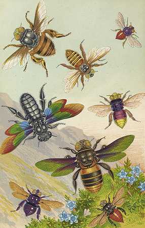 美丽的异国蜜蜂`Beautiful Exotic Bees (1871) by Barret And Sons
