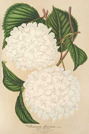粉团`Viburnum plicatum (1854~1896) by Charles Antoine Lemaire