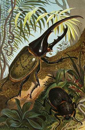 昆虫、蜈蚣和蜘蛛Pl 06`Die Insekten, Tausendfüssler und Spinnen Pl 06 (1877) by Alfred Edmund Brehm