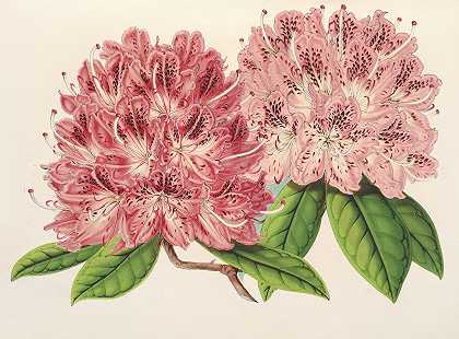 红杜鹃（hybride）`Rhododendrum omni~guttatum (hybride) (1854~1896) by Charles Antoine Lemaire