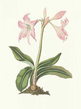 石蒜`Amaryllis Steilatafolia (1834) by Priscilla Susan Bury