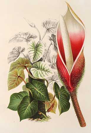 达贡`Philodendron Daguense (1854~1896) by Charles Antoine Lemaire