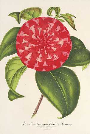 茶花纪念品`Camellia Souvenir d’Emile Defresne (1854~1896) by Charles Antoine Lemaire