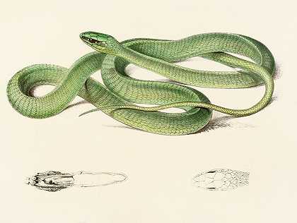 绿色比塞弗勒斯`Bucephalus Viridis (1838~1849) by Sir Andrew Smith