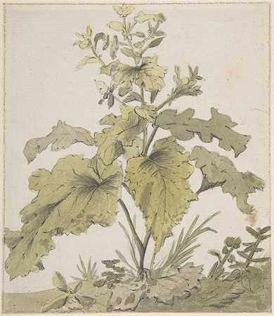 植物研究`Study of a Plant (1712–74) by Christian Wilhelm Ernst Dietrich