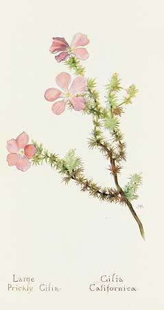 大而多刺的吉莉亚`Large Prickly Gilia (1915) by Margaret Armstrong