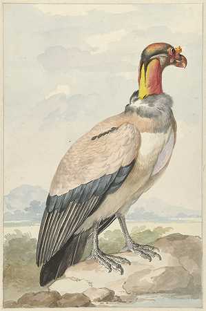 秃鹫王（Sarcoramphus papa）`Koningsgier (Sarcoramphus papa) (1758) by Aert Schouman