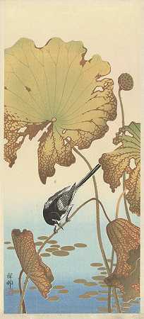 莲藕上的日本摇尾`Japanese wagtail on lotus plant (1925 ~ 1936) by Ohara Koson