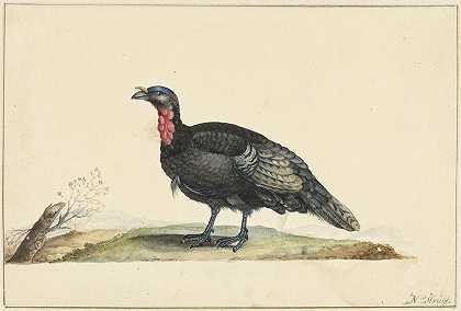 黑色羽毛和红色庄稼的鸟，站在左边`Vogel met zwarte veren en een rode krop, staande, naar links (c. 1699 ~ c. 1719) by Nicolaas Struyk