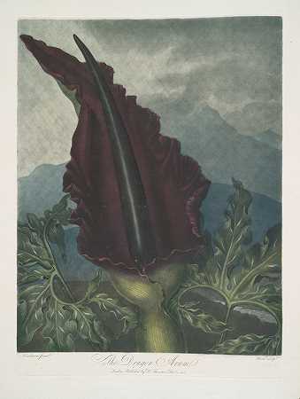 龙魔芋`The Dragon Arum (1799–1807) by Robert John Thornton
