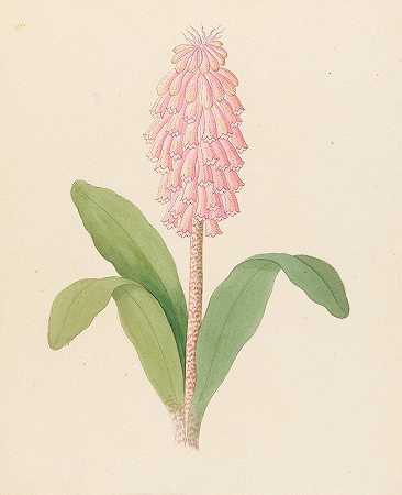 绿叶锦鸡儿[Veltheimia bracteata]`Veltheimia viridifolia [Veltheimia bracteata] (1817) by Clemenz Heinrich Wehdemann