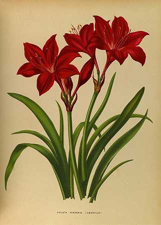 紫花石蒜（Amaryllis）`Vallota Purpurea ( Amaryllis ) (1872~1881) by Arentine H. Arendsen