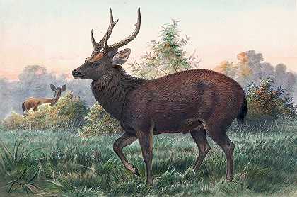 斯文霍和梅花鹿`Swinhoes Deer (1861~1867) by Joseph Wolf