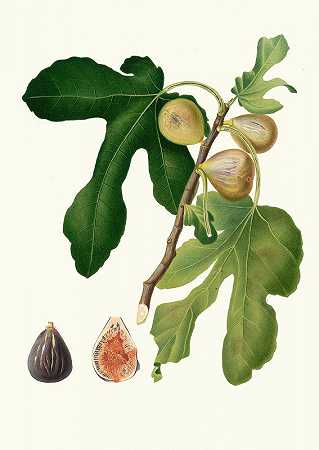 菲科·维佐索。[无花果达特罗无花果-第3卷]`Fico vezzoso. [Ficus carica sativa ; Fico dattero – Vol. 3] (1817~1839) by Giorgio Gallesio