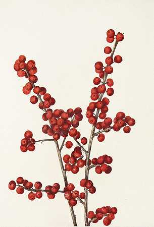 越橘。（毛冬青）`Winterberry. (Ilex verticillata) (1925) by Mary Vaux Walcott