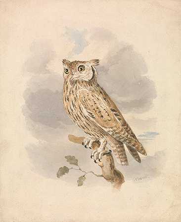 猫头鹰`Scops Owl by Samuel Howitt
