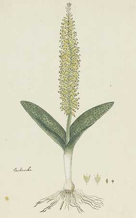 紫荆花（风信子）`Lachenalia arbuthnotiae W.F. Barker (Hyacinth) (1777 ~ 1786) by Robert Jacob Gordon