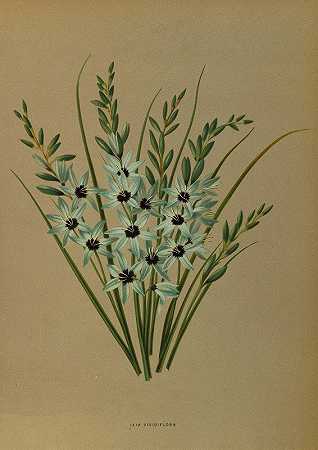 绿色伊克希亚`Ixia Viridiflora (1872~1881) by Arentine H. Arendsen