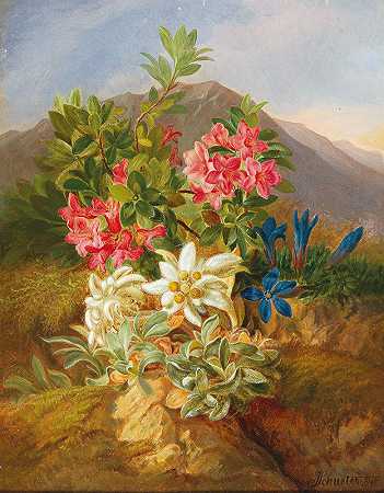 约瑟夫·舒斯特的《阿尔卑斯山之花》`Alpine Flowers by Josef Schuster