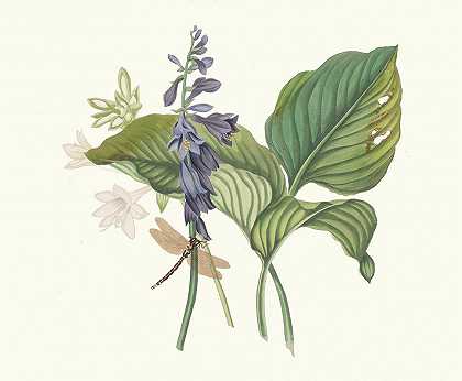 日本萱草`Hemerecalliscarulea, Hemerecallis Japonica (1834) by Priscilla Susan Bury