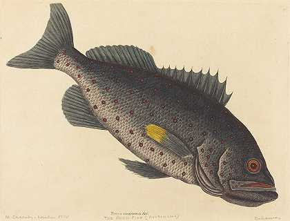岩石鱼`The Rock Fish (Perca venenosa) (1754) by Mark Catesby
